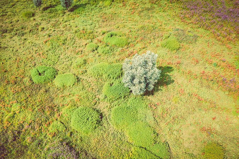 L'été sur le terrain par Bernardine de Laat