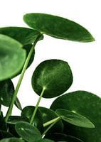 Greens