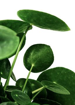 Greens
