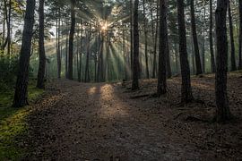 Bospad met zonneharpen tijdens de zonsopkomst von John van de Gazelle fotografie
