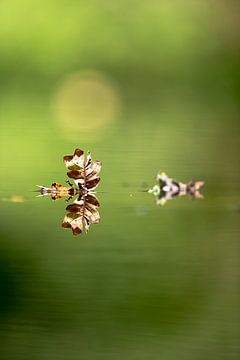 Leaf, reflection, pond by Apple Brenner