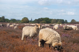 A flock of sheep on the Zuiderheide in Hilversum by Birgitte Bergman