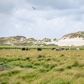 Naturschutzgebiet Boschplaat Terschelling Dünen und Kühe von Yvonne van Driel