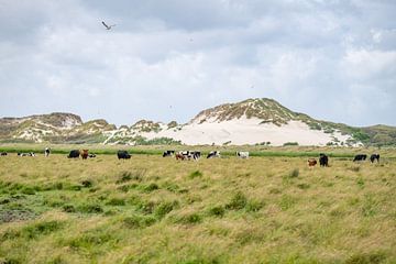 Nature reserve Boschplaat Terschelling dunes and cows by Yvonne van Driel