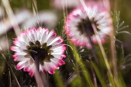 In het toverland van de madeliefjes