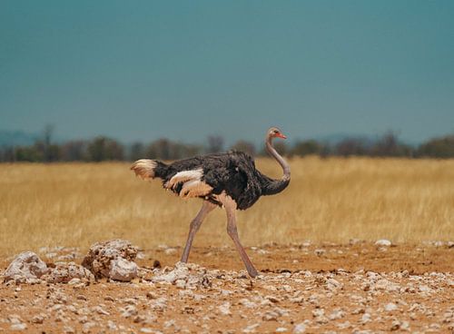 Afrikaanse struisvogel in Namibië, Afrika