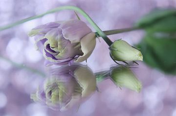 Roses, but different 1 by Jaap Tanis