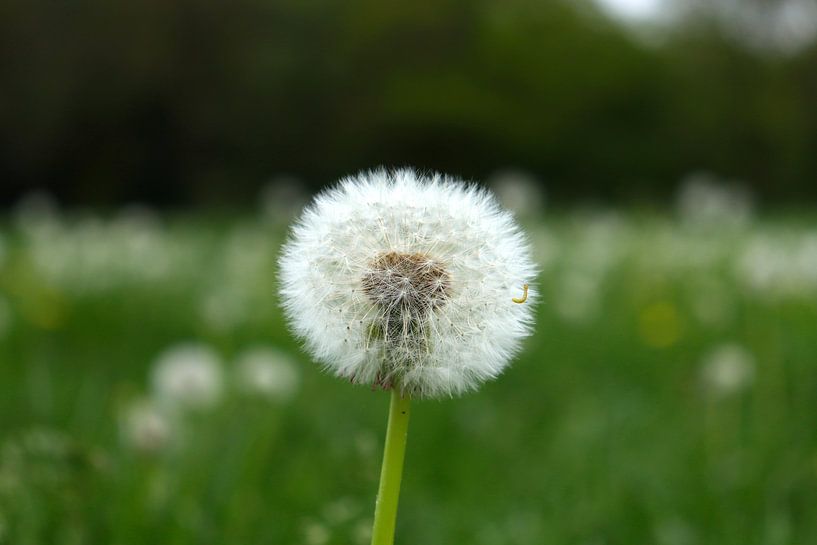 Dandelion by Tom W