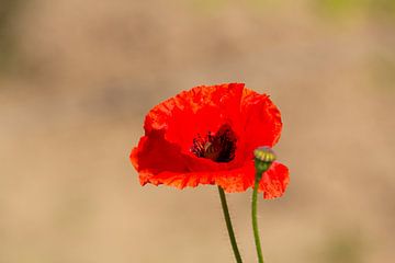 Nahaufnahme einer roten Mohnblume mit hellem Hintergrund.