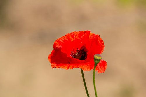 Close-up van een rode klaproos met lichte achtergond.