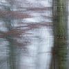 Mist in het bos van Ingrid Van Damme fotografie