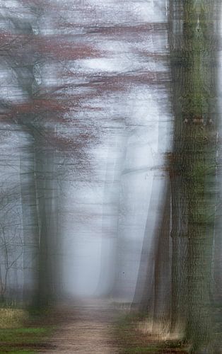 Mist in het bos