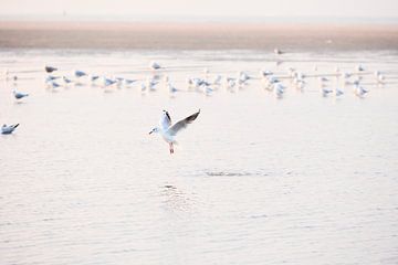 Seagull hanging above the water by Sjoerd van der Hucht