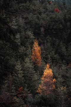 Herfstkleurige Bomen van Andreas Vanhoutte