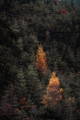 Herbstlich gefärbte Bäume