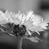 Strassenrandblume in schwarz-weiss von Charlotte Serrarens