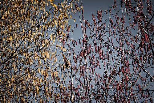 Farben des Frühlings von 7R.Collection