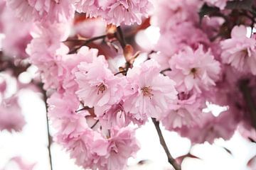 Pink blossom by tim eshuis