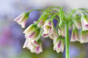 Allium siculum