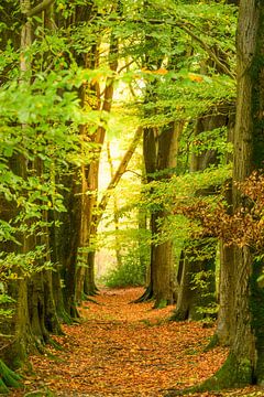 Paysage d'automne à Twente sur Sjoerd van der Wal Photographie