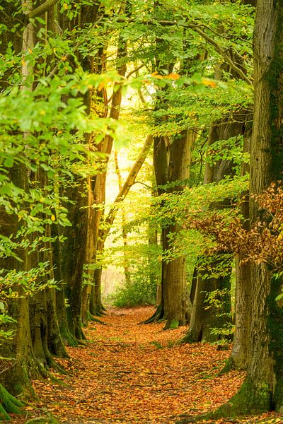 Paysage d'automne à Twente par Sjoerd van der Wal Photographie