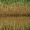 Reflection of a reed bank by Eagle Wings Fotografie