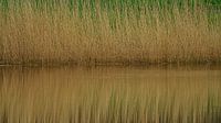 Reflection of a reed bank