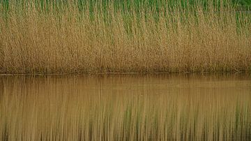 Reflection of a reed bank by Eagle Wings Fotografie