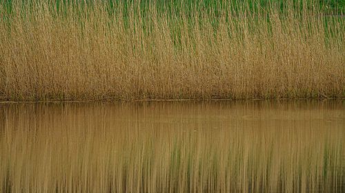 Reflection of a reed bank