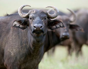 Büffel auf den Ebenen der Masai Mara, Kenia von Louis en Astrid Drent Fotografie