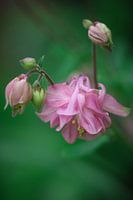 Roze akelei