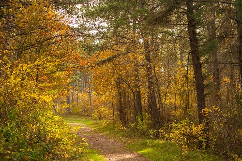 Bospaadje in de herfst
