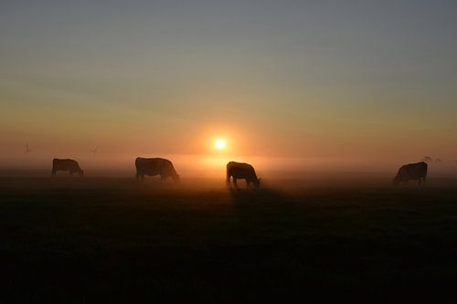 Sprookjesachtige zonsopkomst in de polder.
