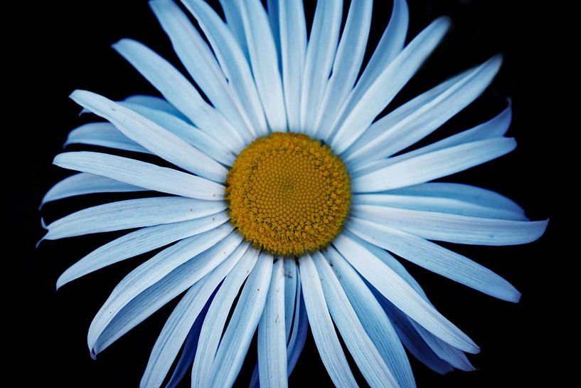 Daisy (7) low key. by Lex van der Putten