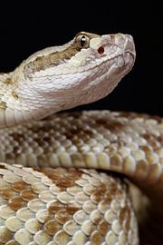 Great Plains Rattlesnake (Crotalus viridis) by Ronald Pol