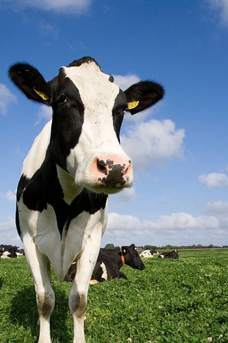 Nieuwsgierige koe