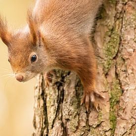 Squirrel by Rosalie van der Bok