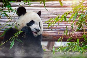 Le panda mange du bambou sur Chihong