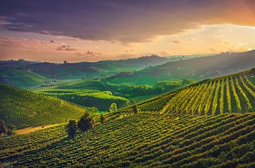 Langhe vineyards at sunrise, Neive, Piedmont, Italy by Stefano Orazzini