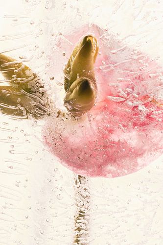 Epine du Christ dans la glace 3