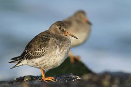 Purpur-Strandläufer von Ruben Evers
