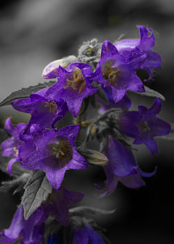 Purple bellflowers – when colour speaks