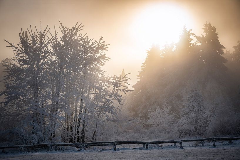 Paysage d'hiver dans le soleil doré du matin par Heiko Meier