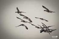 Vogels van Gabriella Sidiropoulos thumbnail