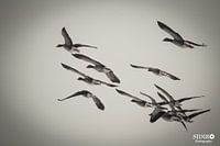 Vogels