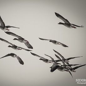 Vögel von Gabriella Sidiropoulos