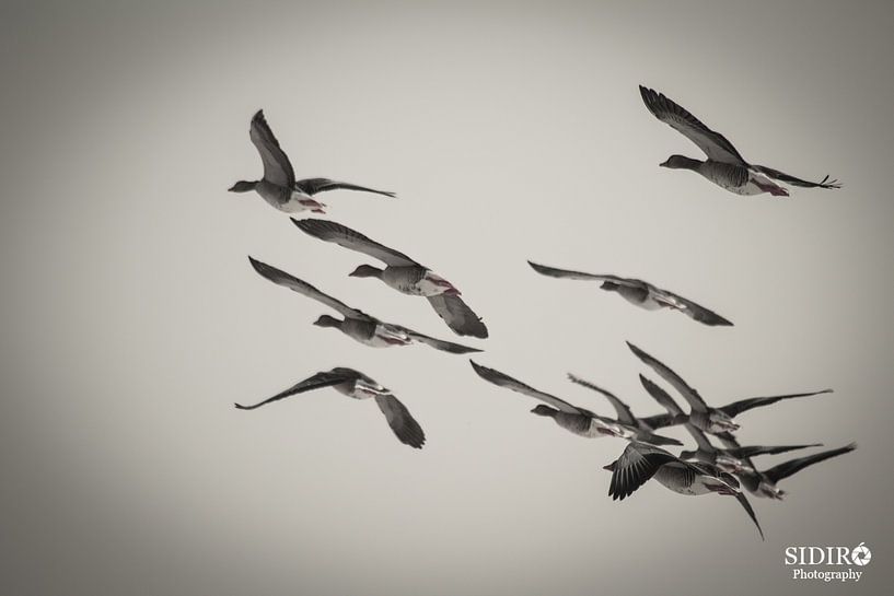 Vogels van Gabriella Sidiropoulos