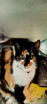 Katzenmuster