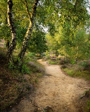 The path to the heath van John Goossens Photography