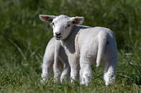 Jeune agneau regardant en arrière